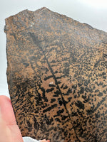Nevada Picture Jasper Slab #2 - Old Stock