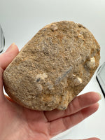 Mosasaur Tooth, Cretaceous, Oulad, Abdoun, Morocco