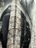 Natural Orthoceras Fossil Specimen #2