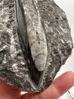 Natural Orthoceras Fossil Specimen #13