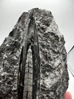 Natural Orthoceras Fossil Specimen #18