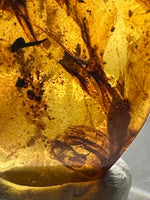 Fossil Insect Inclusion in Burmese Amber #5