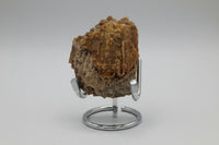 Withlacoochee River Agatized Coral #1