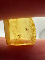 Fossil Insect Inclusion in Burmese Amber #4