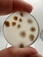 Scenic Dendritic Agate Cabochon #8