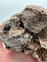 Agatized Coral, Florida