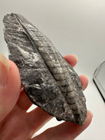 Natural Orthoceras Fossil Specimen #11