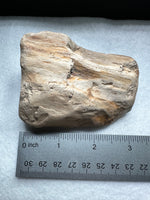 Petrified Wood Specimen #1