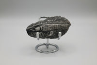 Natural Orthoceras Fossil Specimen #11