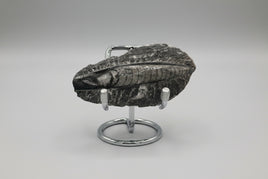 Natural Orthoceras Fossil Specimen #11