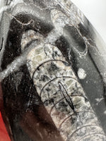 Natural Orthoceras Fossil Specimen #14