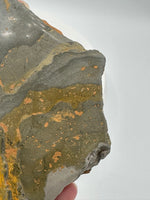 Bumblebee Jasper, Java, Indonesia #3