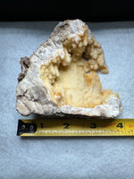 Withlacoochee River Agatized Coral #12