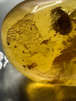 Fossil Insect Inclusion in Burmese Amber #10