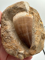 Mosasaur Tooth, Cretaceous, Oulad, Abdoun, Morocco