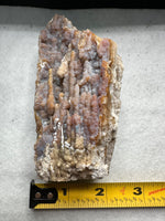 Withlacoochee River Agatized Coral #14