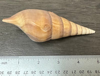 Assorted Shells for Crafts or Decor