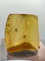 Fossil Insect Inclusion in Burmese Amber #4