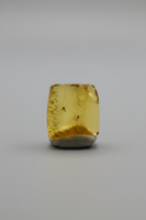Fossil Insect Inclusion in Burmese Amber #4