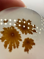 Scenic Dendritic Agate Cabochon #4