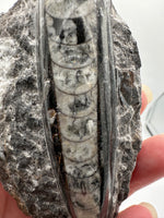 Natural Orthoceras Fossil Specimen #12