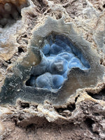 Agatized Coral, Florida