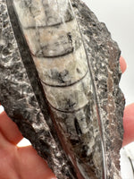 Natural Orthoceras Fossil Specimen #15