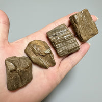 Petrified Wood from Missouri
