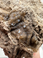 Withlacoochee River Agatized Coral #4