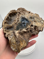 Agatized Coral, Florida