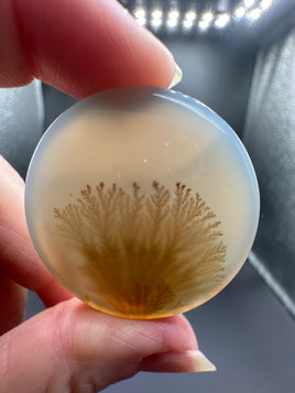 Designer Dendritic Agate Cabochon #5