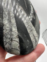 Natural Orthoceras Fossil Specimen #16