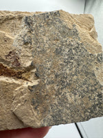 Fossil Fish, Eocene, Green River, Kemmerer, WY