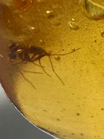 Fossil Insect Inclusion in Burmese Amber #3