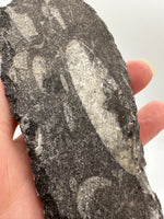 Natural Orthoceras Fossil Specimen #17