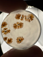 Scenic Dendritic Agate Cabochon #2