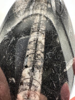Natural Orthoceras Fossil Specimen #3