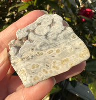 6th Vein Ocean Jasper Polished Freeform #6