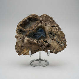 Agatized Coral, Florida