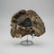 Agatized Coral, Florida