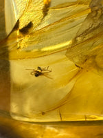 Fossil Insect Inclusion in Burmese Amber #9
