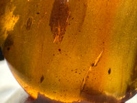 Fossil Insect Inclusion in Burmese Amber #6