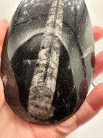 Natural Orthoceras Fossil Specimen #3
