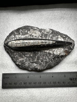 Natural Orthoceras Fossil Specimen #13