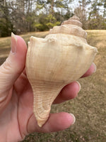 Assorted Shells for Crafts or Decor