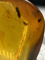 Fossil Insect Inclusion in Burmese Amber #2