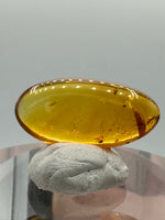 Fossil Insect Inclusion in Burmese Amber #7