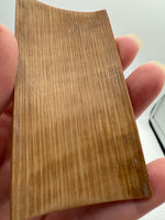 Woolly Mammoth Ivory, Pleistocene, Siberia, Russia
