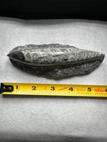 Natural Orthoceras Fossil Specimen #5