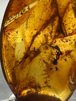 Fossil Insect Inclusion in Burmese Amber #5